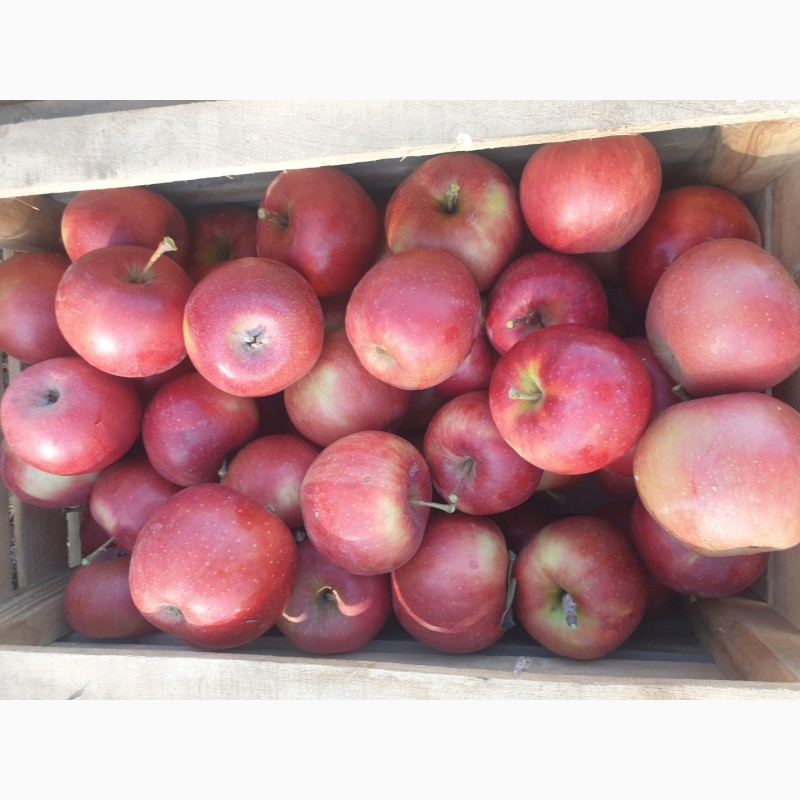 Фото 3. Продам яблуко із саду. Айдаред, Голден, Рене Семиренко, Джонаголд чорний принц, Голден