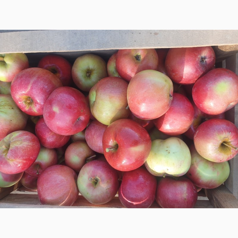Фото 4. Продам яблуко із саду. Айдаред, Голден, Рене Семиренко, Джонаголд чорний принц, Голден
