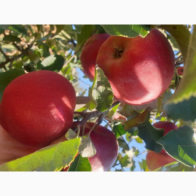Фото 5. Продам яблуко із саду. Айдаред, Голден, Рене Семиренко, Джонаголд чорний принц, Голден