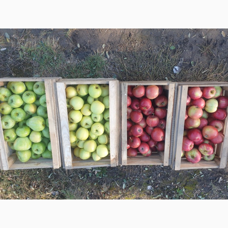 Фото 6. Продам яблуко із саду. Айдаред, Голден, Рене Семиренко, Джонаголд чорний принц, Голден