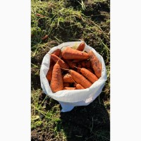Продам морковь