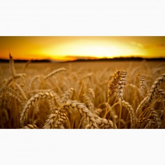 Закупляємо пшеницю ( 2/3/4 клас) Житомирська область
