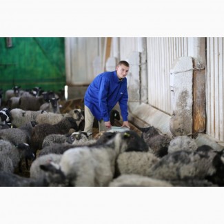 Продажа бизнеса ферма овцы