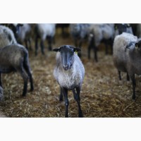 Продажа бизнеса ферма овцы