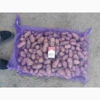 Насіннева картопля Гранада