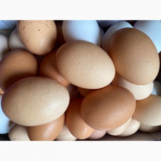 Продам свіжі домашні курячі яйця