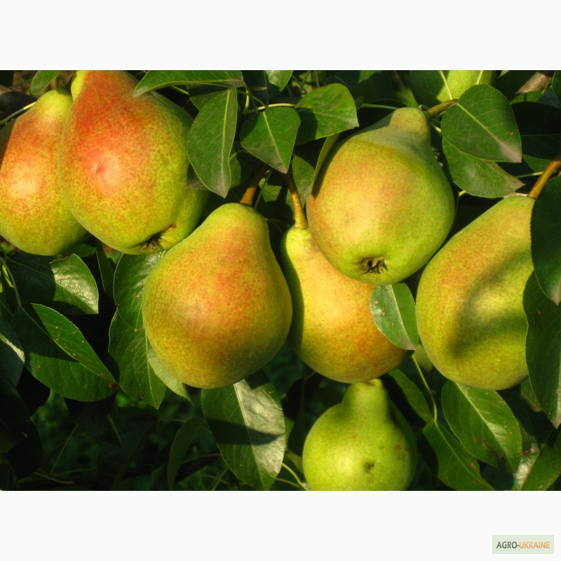 Фото 12. Саженцы яблони