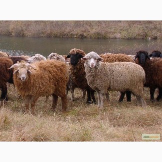Куплю бараны, овцы живым весом. Опт и розница