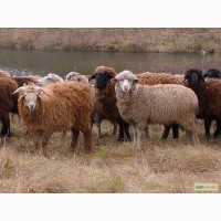 Куплю бараны, овцы живым весом. Опт и розница