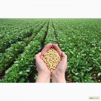Продам семена сои (без ГМО)