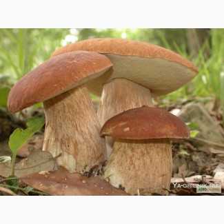 Куплю грибы белые