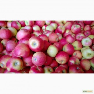 Польские яблоки и груши