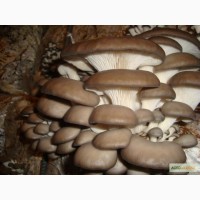 Продаем оптом свежие грибы вешенки