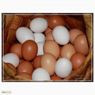 Продам яйца оптом С1 С2 С3