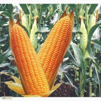 Семена кукурузы гибрида Кадр 267 МВ (F1) от производителя. (ФАО 260)