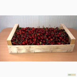 Ящики-лотки для упаковки черешни и персика урожая 2021г.Крым