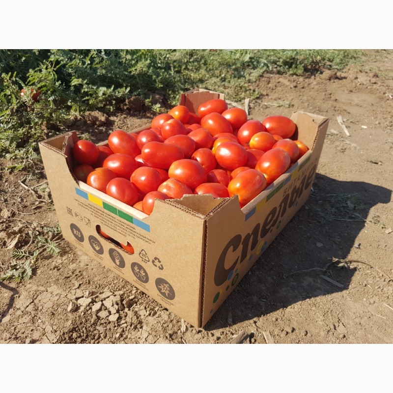 Фото 16. Ящики-лотки для упаковки черешни и персика урожая 2021г.Крым
