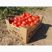 Ящики-лотки для упаковки черешни и персика урожая 2021г.Крым
