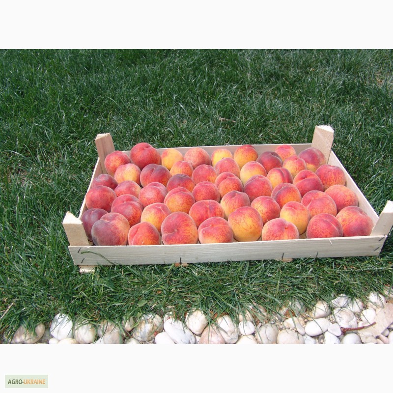 Фото 2. Ящики-лотки для упаковки черешни и персика урожая 2021г.Крым