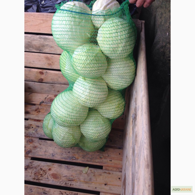 Фото 4. Продам капусту Анкома, Каранет урожай 2015года