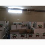 Предоставляем услуги по переработки грецкого ореха