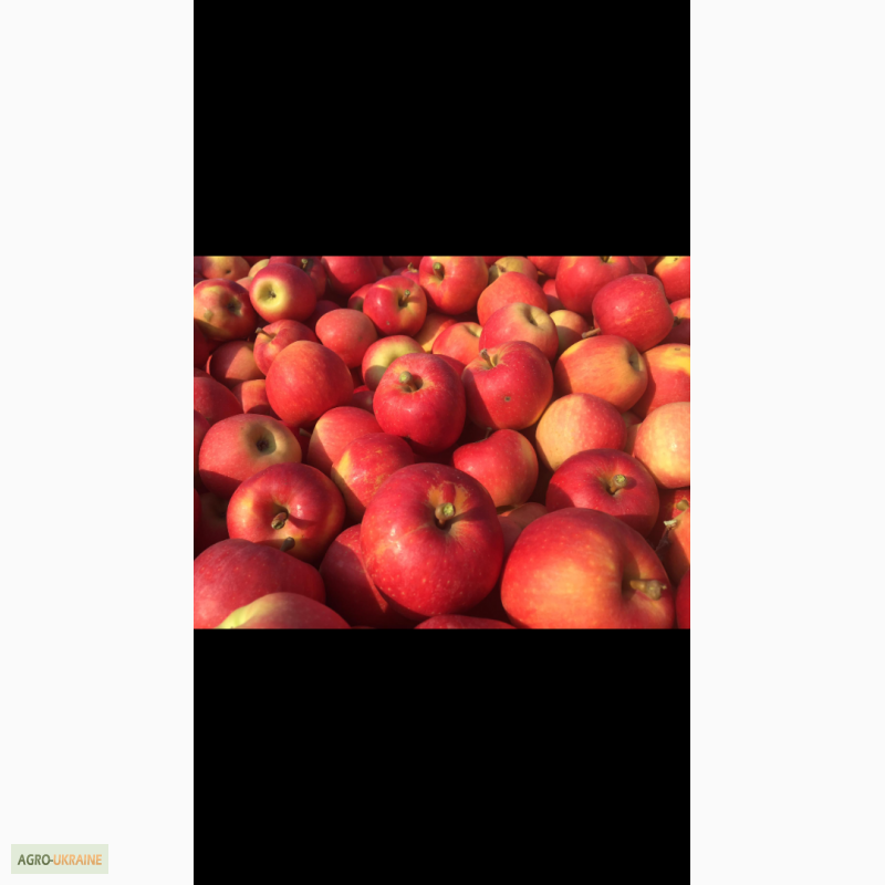Фото 7. Продам яблука оптом: ліголь, чемпіон, голден, флоріна, пінова, Джона горед