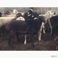 Продам курдючных баранов живым весом (35грн/кг) или тушкой (70грн/кг)