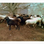 Продам курдючных баранов живым весом (35грн/кг) или тушкой (70грн/кг)