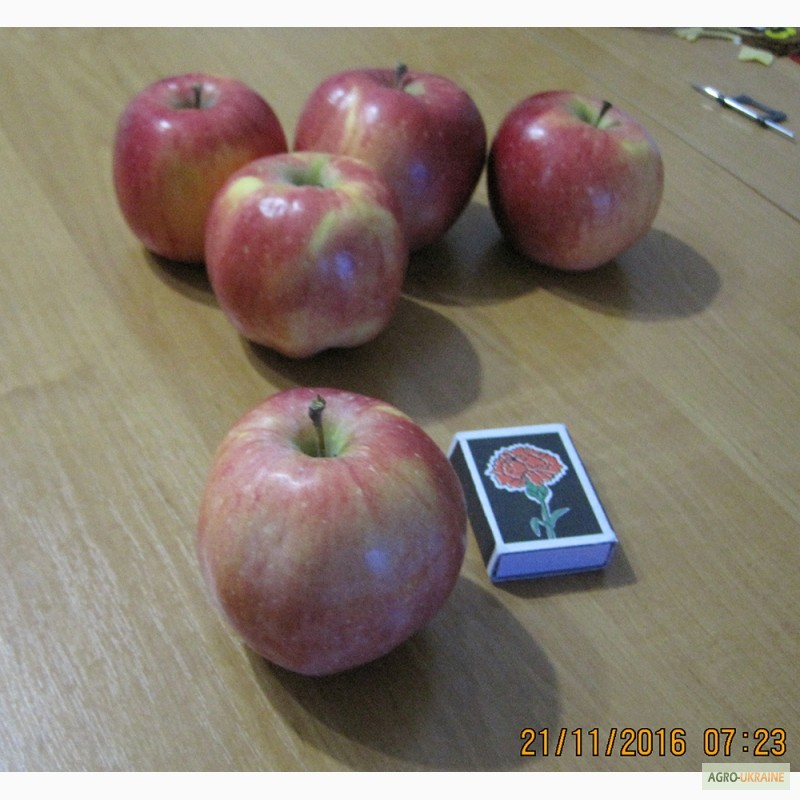Фото 4. Яблоки сорт флорина, пинова, рихард (домашний сад!)