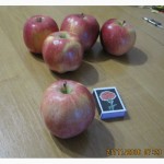Яблоки сорт флорина, пинова, рихард (домашний сад!)