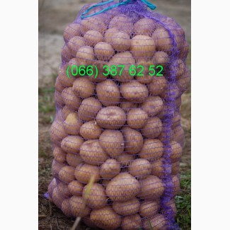 Продам семенной картофель оптом в Черниговской области