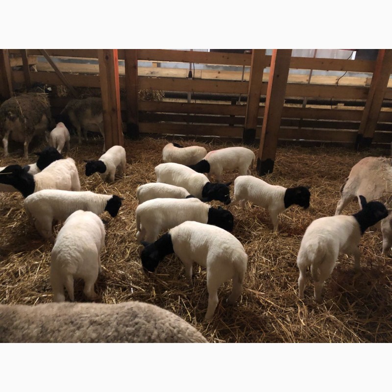 Фото 4. Продам овець породи Дорпер
