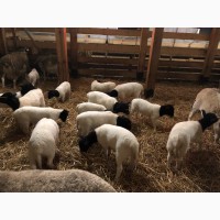 Продам овець породи Дорпер