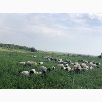 Продам овець породи Дорпер