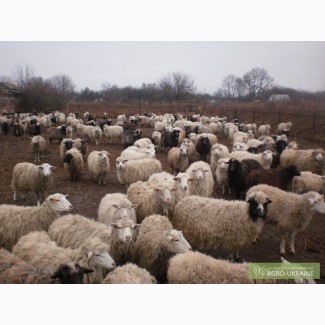 Продам вівці, в наявності 100 голів