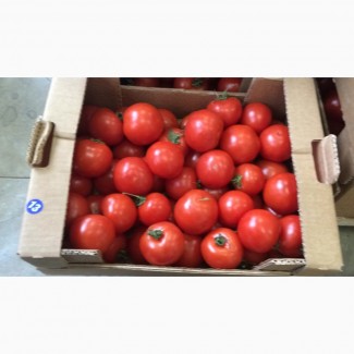 Продам помидоры Киев 25 грн кг с доставкой по киеву купить помидоры киев по оптовым ценам