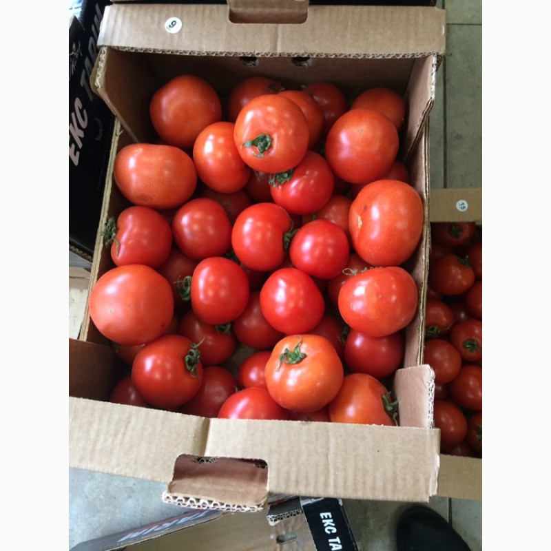 Фото 2. Продам помидоры Киев 25 грн кг с доставкой по киеву купить помидоры киев по оптовым ценам