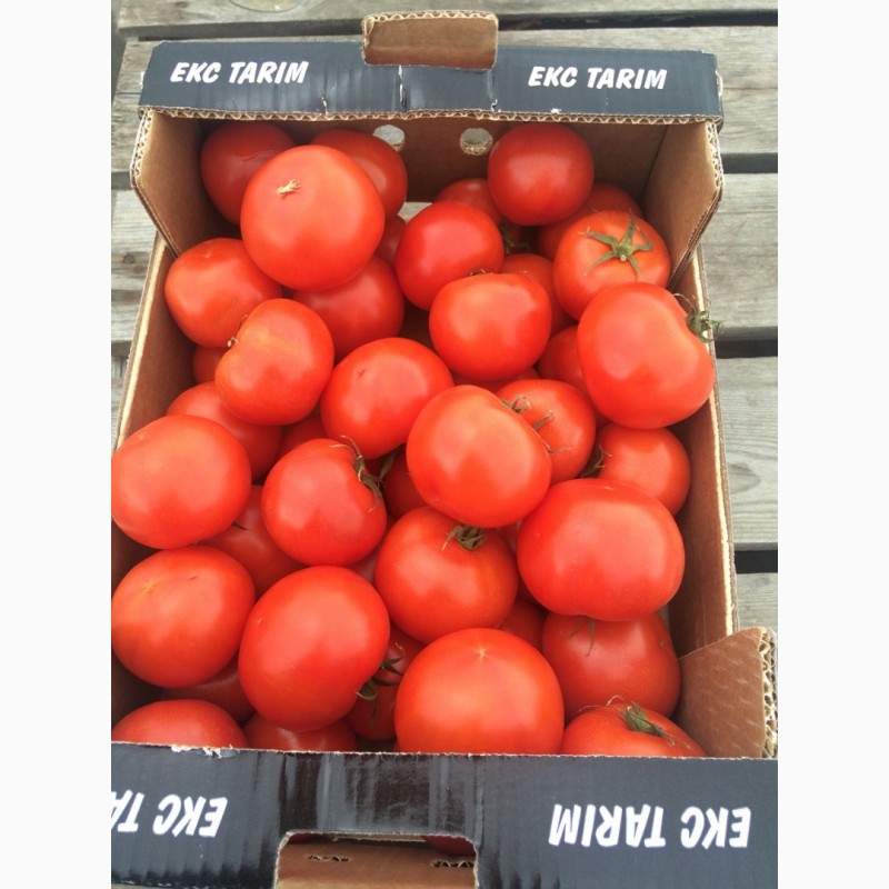 Фото 5. Продам помидоры Киев 25 грн кг с доставкой по киеву купить помидоры киев по оптовым ценам