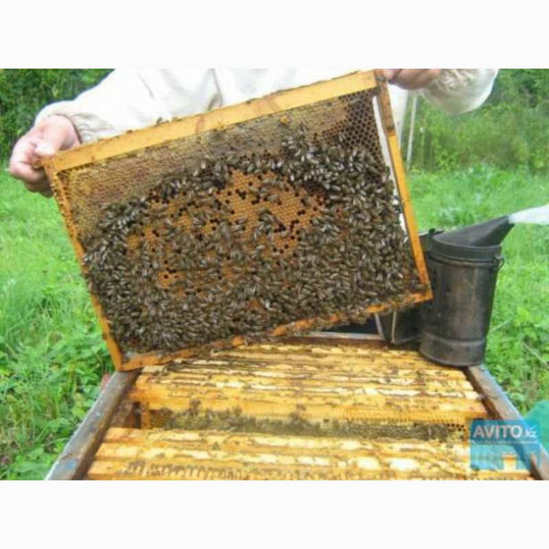 Фото 2. Продам Бжолопакети і бджолосімї