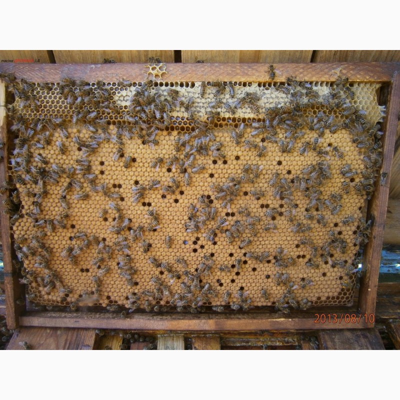 Фото 3. Продам Бжолопакети і бджолосімї