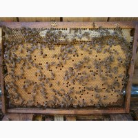 Продам Бжолопакети і бджолосімї
