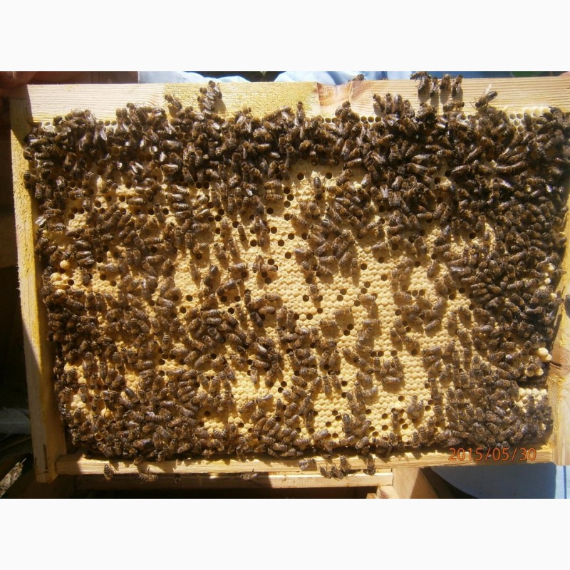 Фото 4. Продам Бжолопакети і бджолосімї