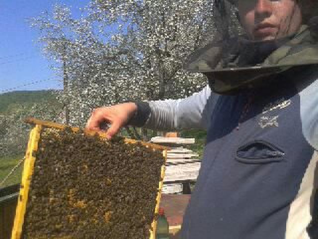 Фото 5. Продам Бжолопакети і бджолосімї