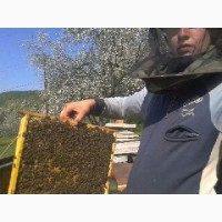Продам Бжолопакети і бджолосімї