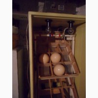 Продам инкубатор для страусиных яиц