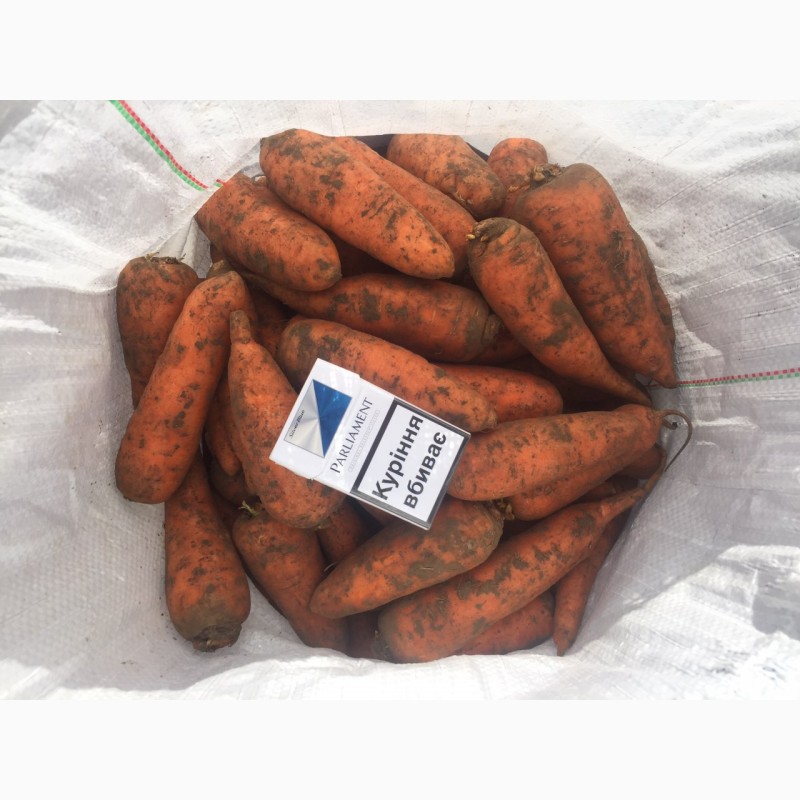 Фото 2. Продам морковь Абако 1 сорт (нал, безнал) доставка