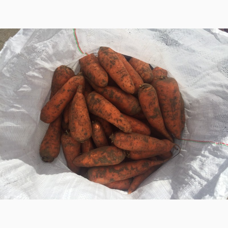 Фото 3. Продам морковь Абако 1 сорт (нал, безнал) доставка