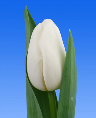 Фото 2. Луковица тюльпана оптом напрямую из Голландии