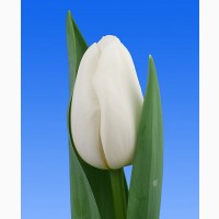 Луковица тюльпана оптом напрямую из Голландии