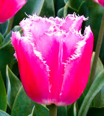 Фото 3. Луковица тюльпана оптом напрямую из Голландии